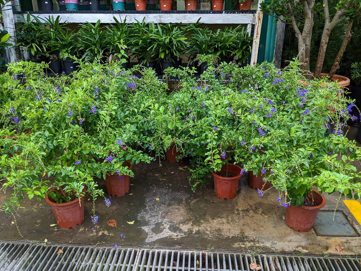 Several potted Golden Dewdrop plants grown in pots.